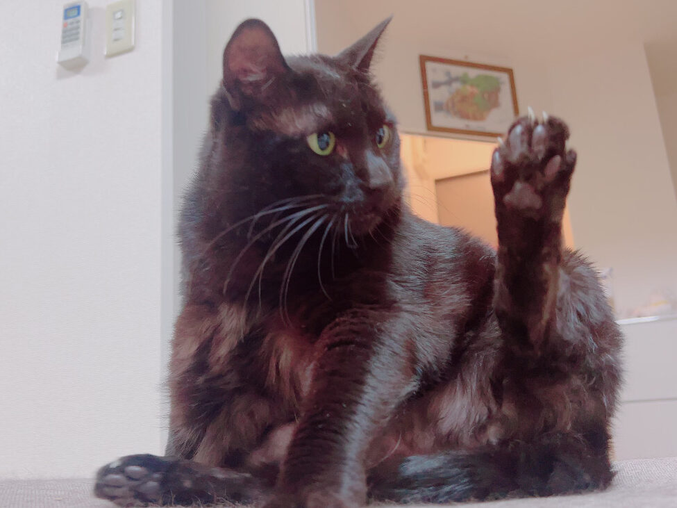 元気な頃に足を上げてくつろぐ黒猫のジジ