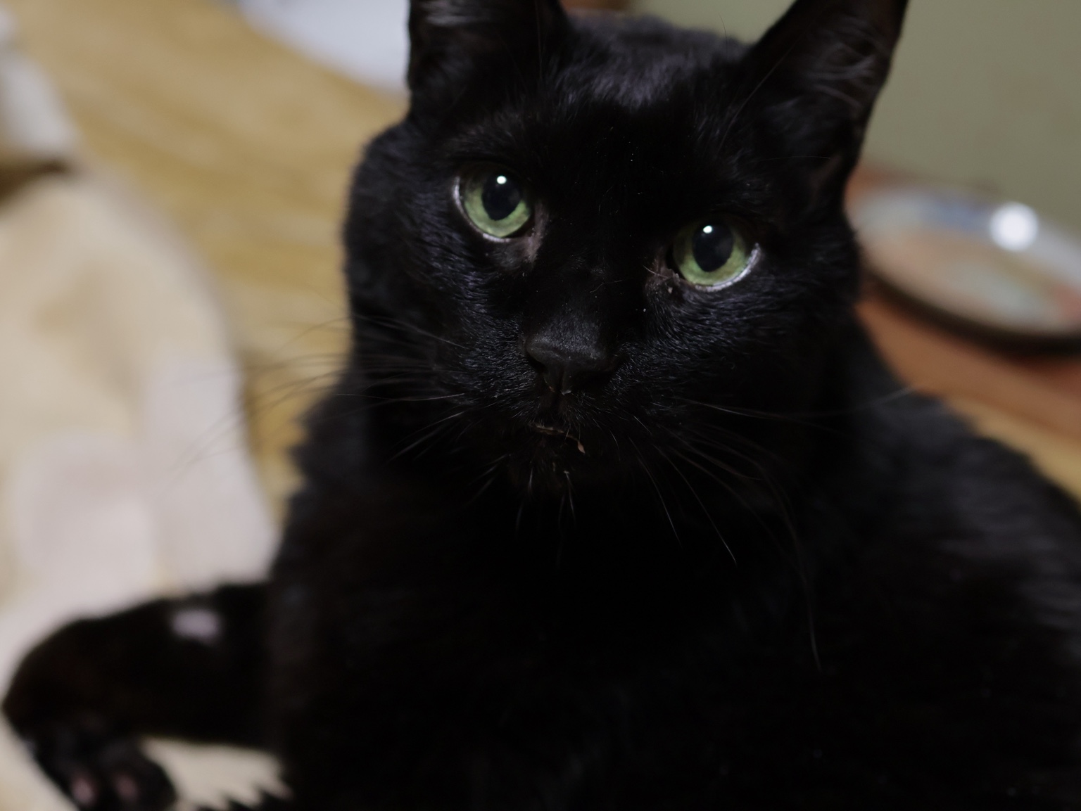 介護中に穏やかな表情でこちらを見る黒猫のジジ