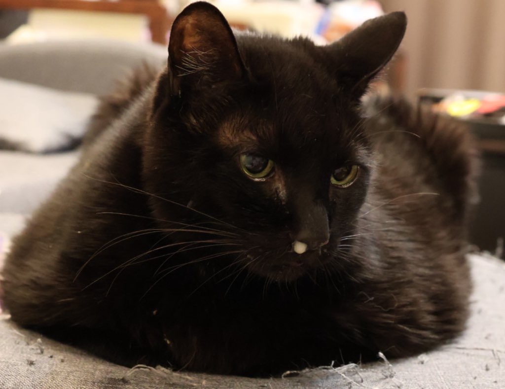鼻水の症状が続いていた頃の黒猫のジジ