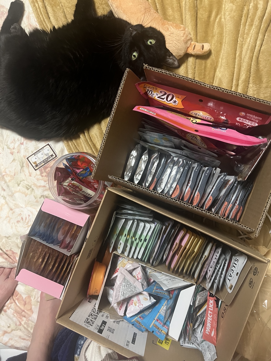 黒猫のジジと介護中に試したたくさんのキャットフード