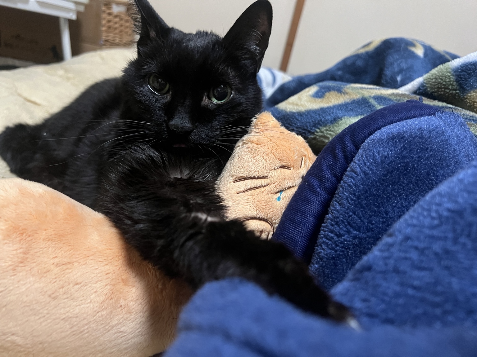 ぬいぐるみに寄り添って過ごす黒猫のジジ