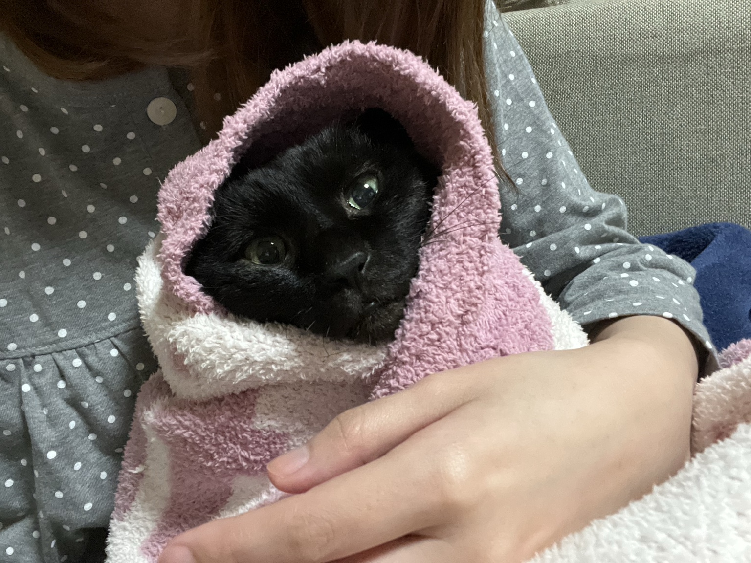 ジェラート ピケのブランケットに包まれて抱かれる黒猫のジジ