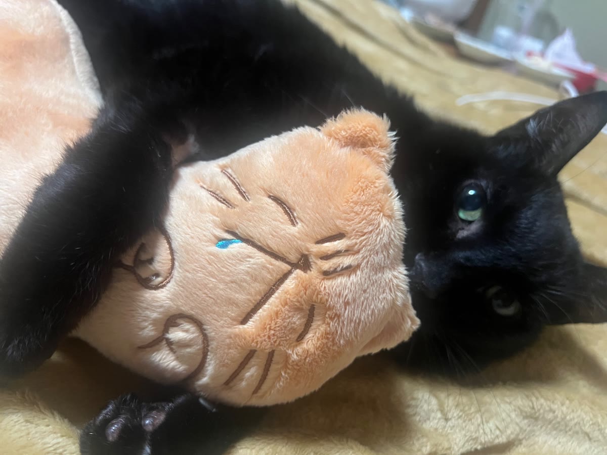 猫型の枕を噛んで横になる黒猫のジジ