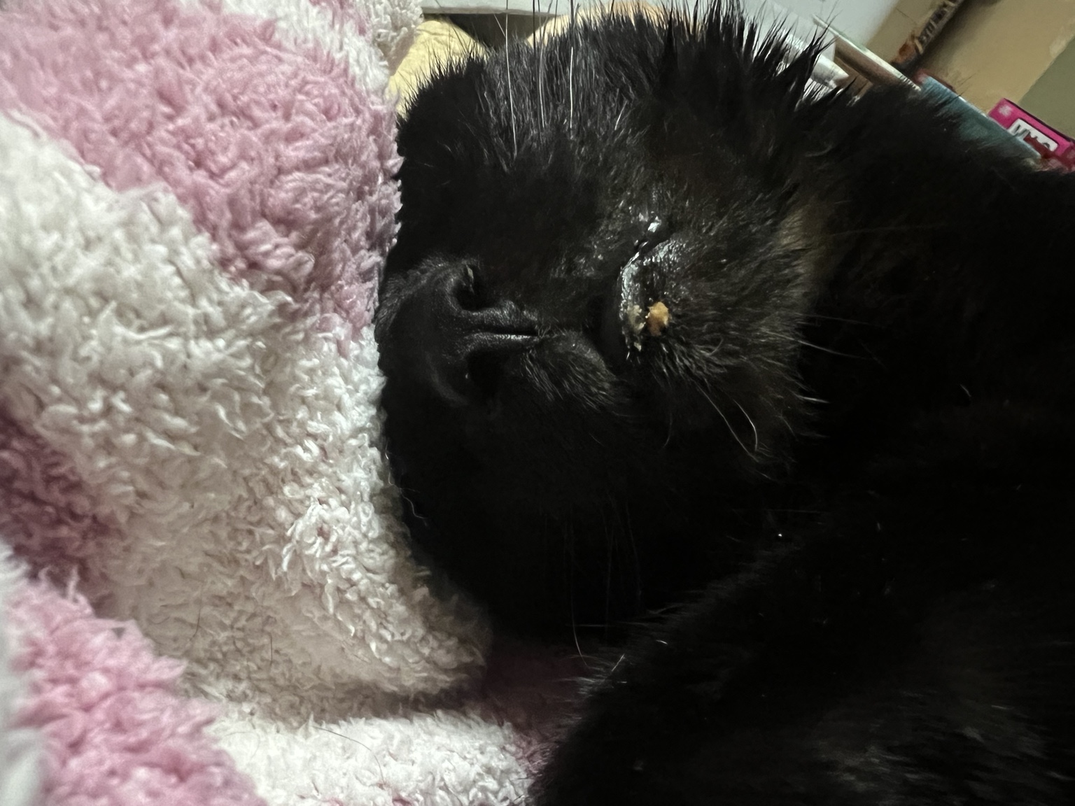 毛布に顔を寄せ、食事のあと安心して眠るジジ