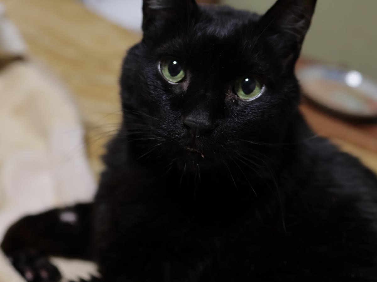 少し元気を取り戻し、こちらを見る黒猫のジジ