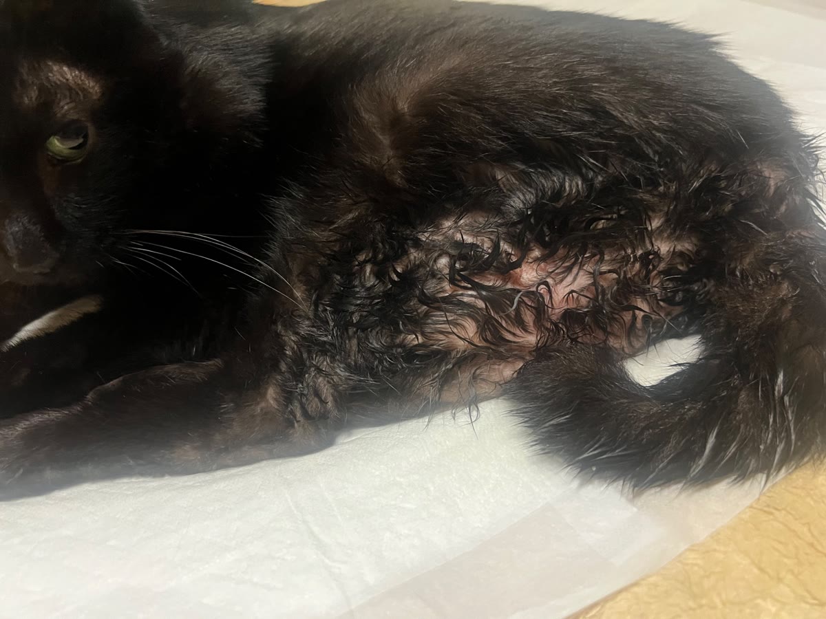排尿後にお腹や後ろ足の毛が濡れてしまった黒猫のジジ