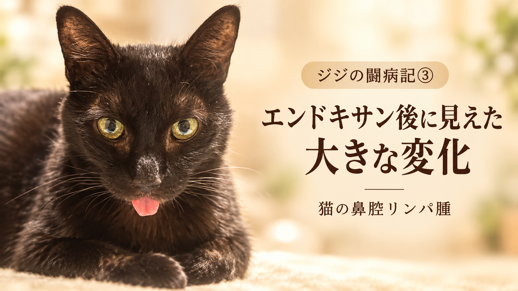 舌を少し出した黒猫ジジ。鼻腔リンパ腫の闘病記③のアイキャッチ