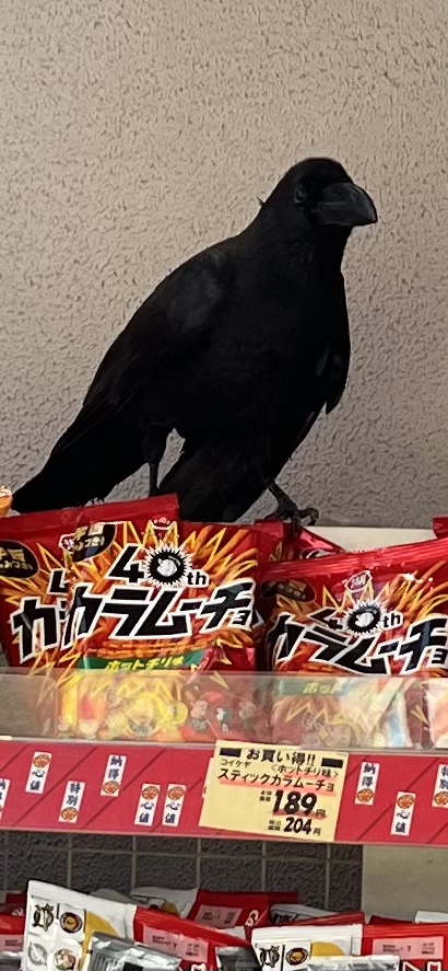 店頭のカラムーチョの袋の上に乗っているカラス